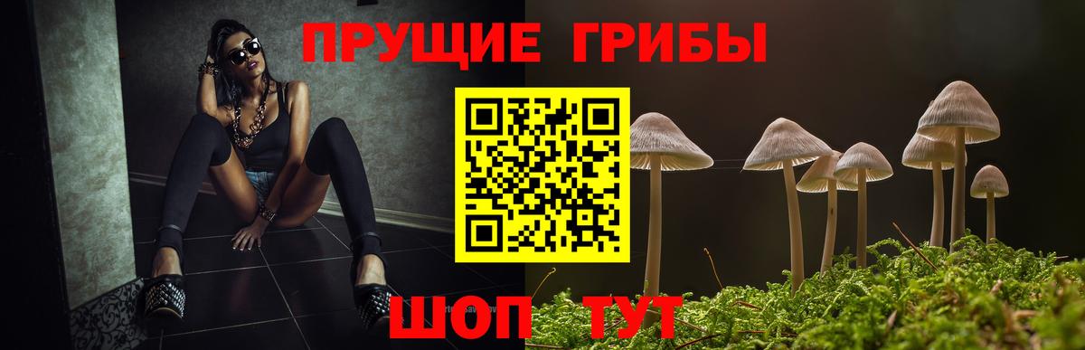 Орёл  Псилоцибиновые грибы Psilocybine cubensis  Вход с VPN 